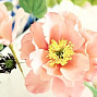 Углублённый 6-дневный курс по изготовлению цветов из мастики май 2013