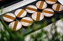 Отчет о прошедшем курсе Шеф кондитера Александра Кислицына в нашей краснодарской школе, 2-8 ноября (7 дней)